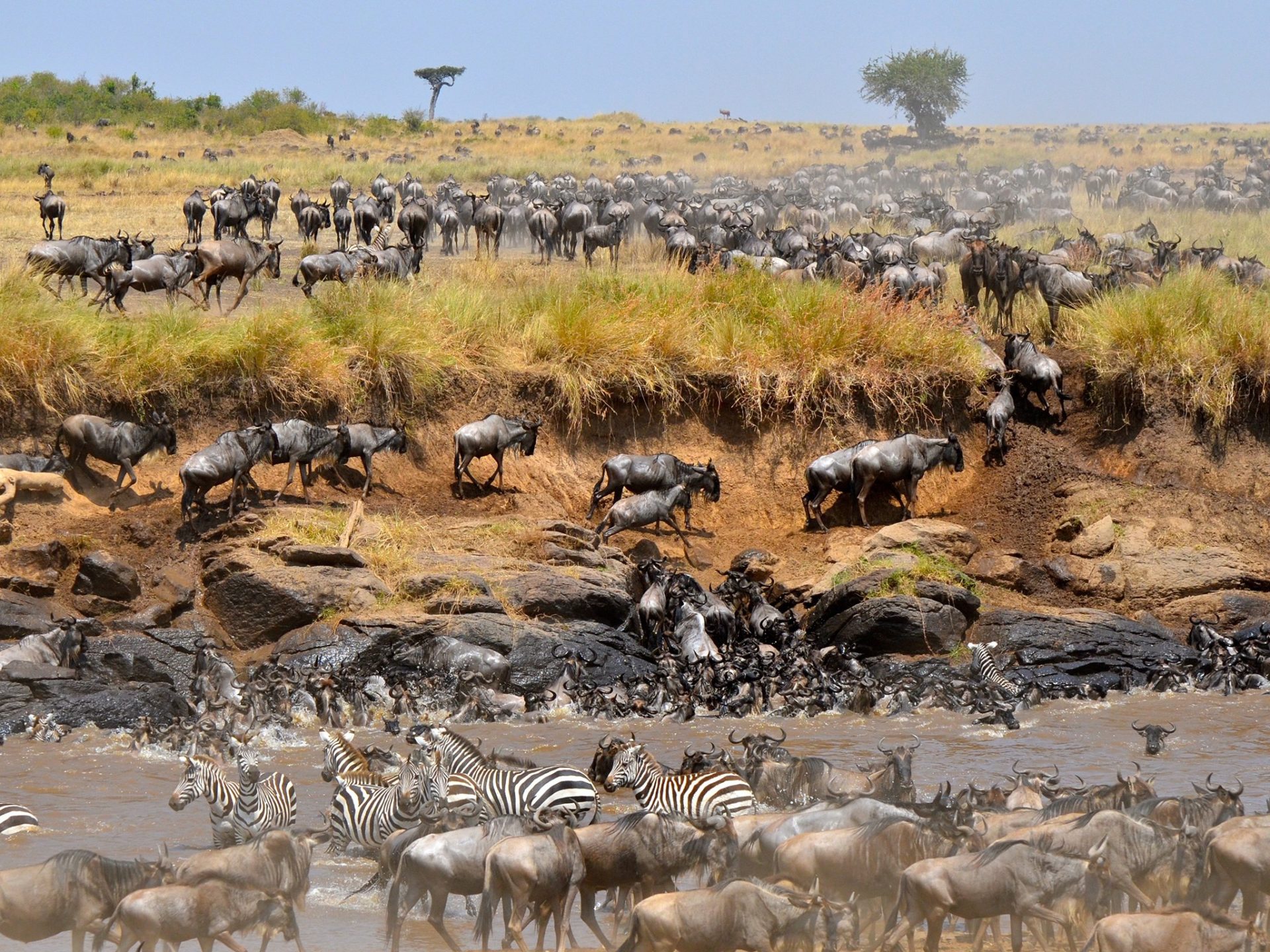 3. Антилопы гну – Кения и Танзания.