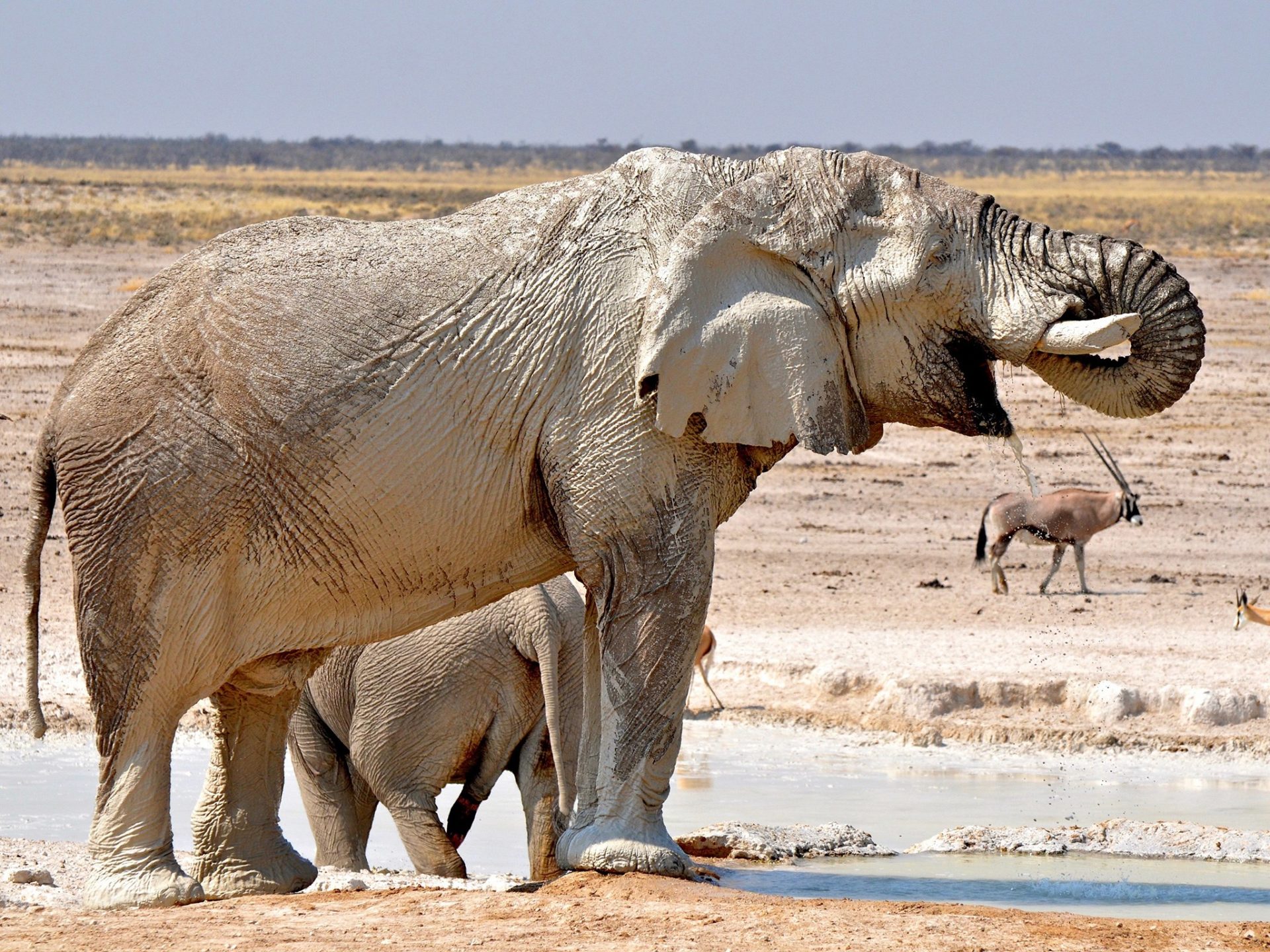 5. Африканские Буш слоны – Намибия.