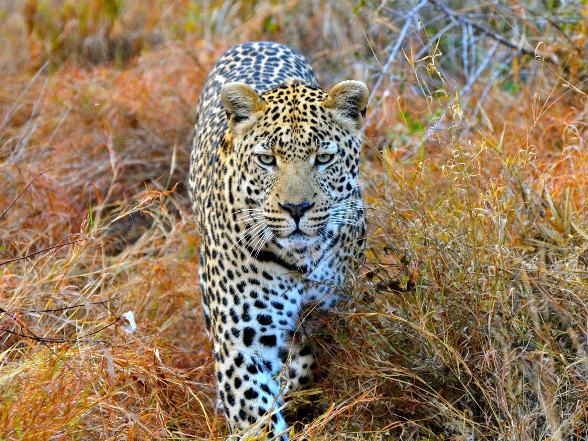 6. Леопарды – Южная Африка и Шри-Ланка.