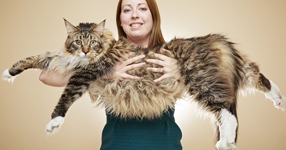 1. Самый длинный кот по кличке Людо. В длину тело кота составляет 118,33 см. 