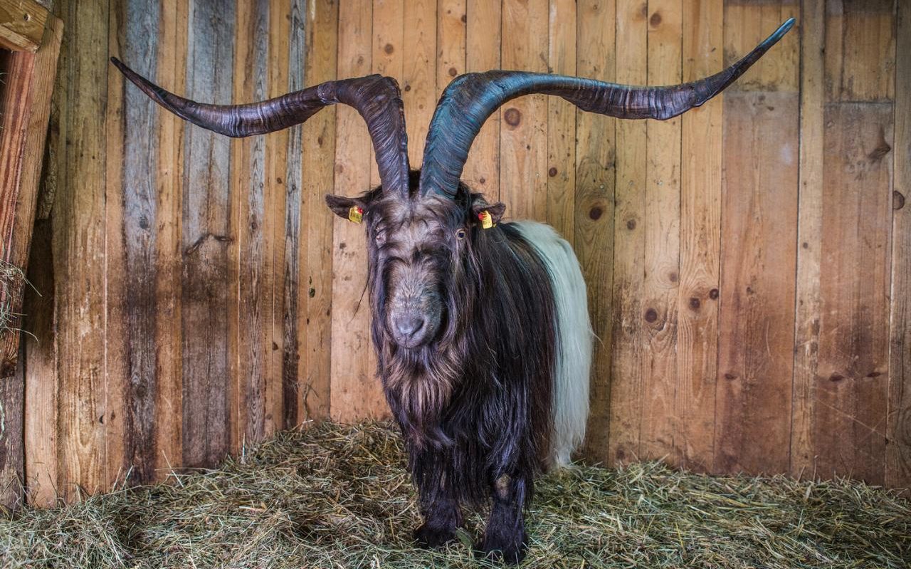7. Самые большие рога у живой козы оказались у козла Распутина из Австрии. Длина рогов – 135,2 см.