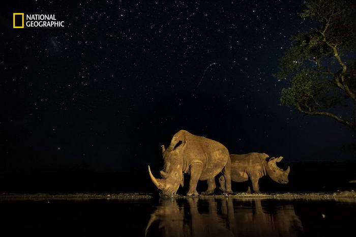 1. Бесценные (южноафриканские носороги, находящиеся на грани исчезновения).