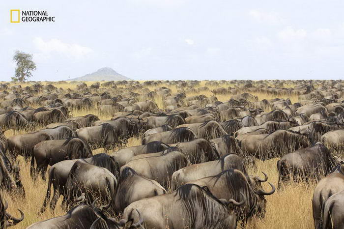 7. Миграция антилоп гну.