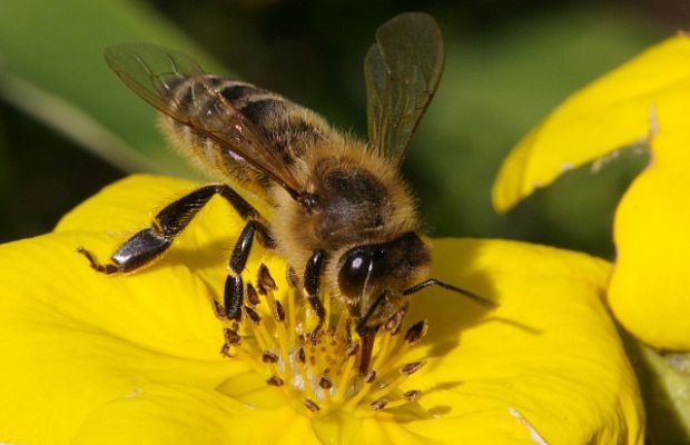 3. Медоносная пчела. Уровень 2. Укус пчелы вызовет неприятное жжение, но оно легко переносится, если у вас нет аллергии.