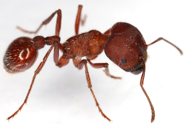 7. Флоридский муравей-жнец. Уровень 3.
