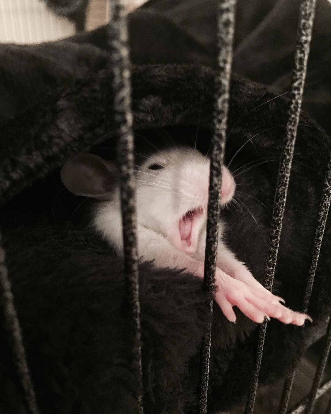 2. Мышки тоже хотят спать.