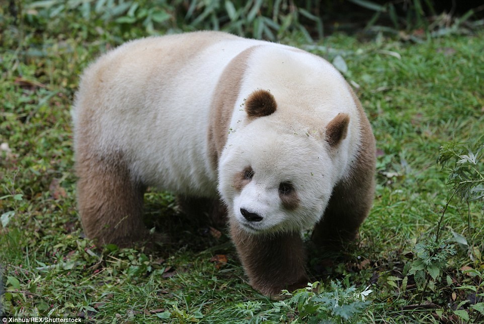 11. Сегодня в дикой природе обитает более 1800 панд. Охота, браконьерство и уничтожение лесов привели к сокращению их численности.