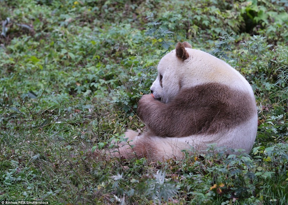 12. Количество коричневых панд в дикой природе – неизвестно. 