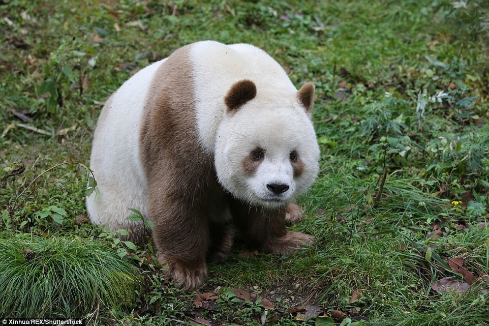 4. Как и обычные панды, Ци Цзайлюбит поесть бамбука. 