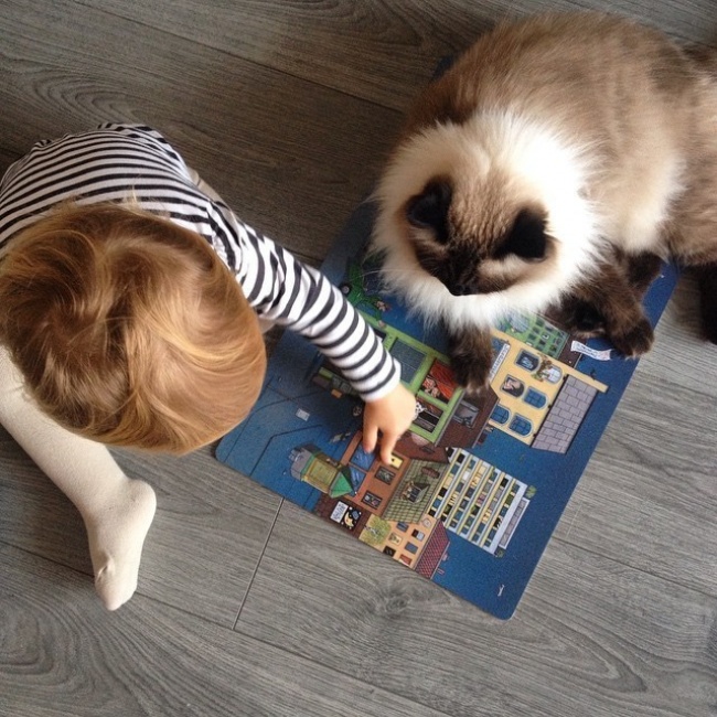 1. Кошка и ребенок могут вместе играть.