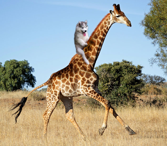 10. Верхом на жирафе.
