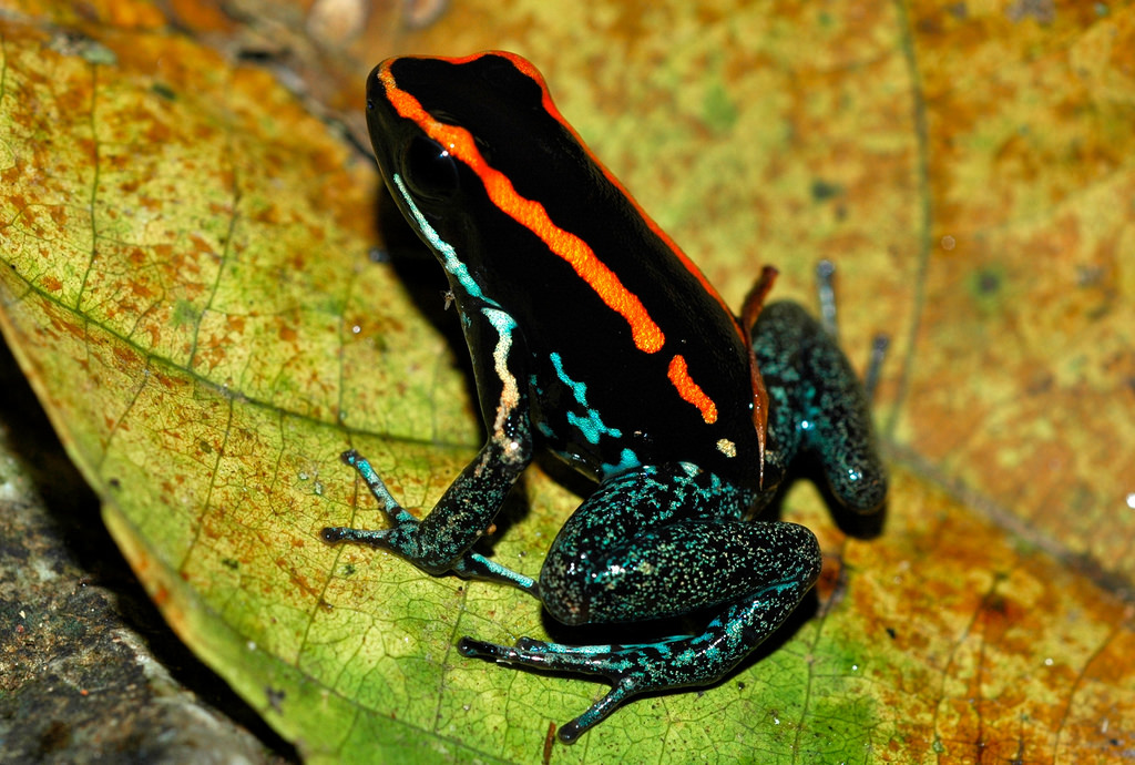 11. Полосатый листолаз. Яд этой лягушки может вызвать судороги и паралич. Но не бойтесь, ведь обитает она только на полуострове Оса на Коста-Рике.