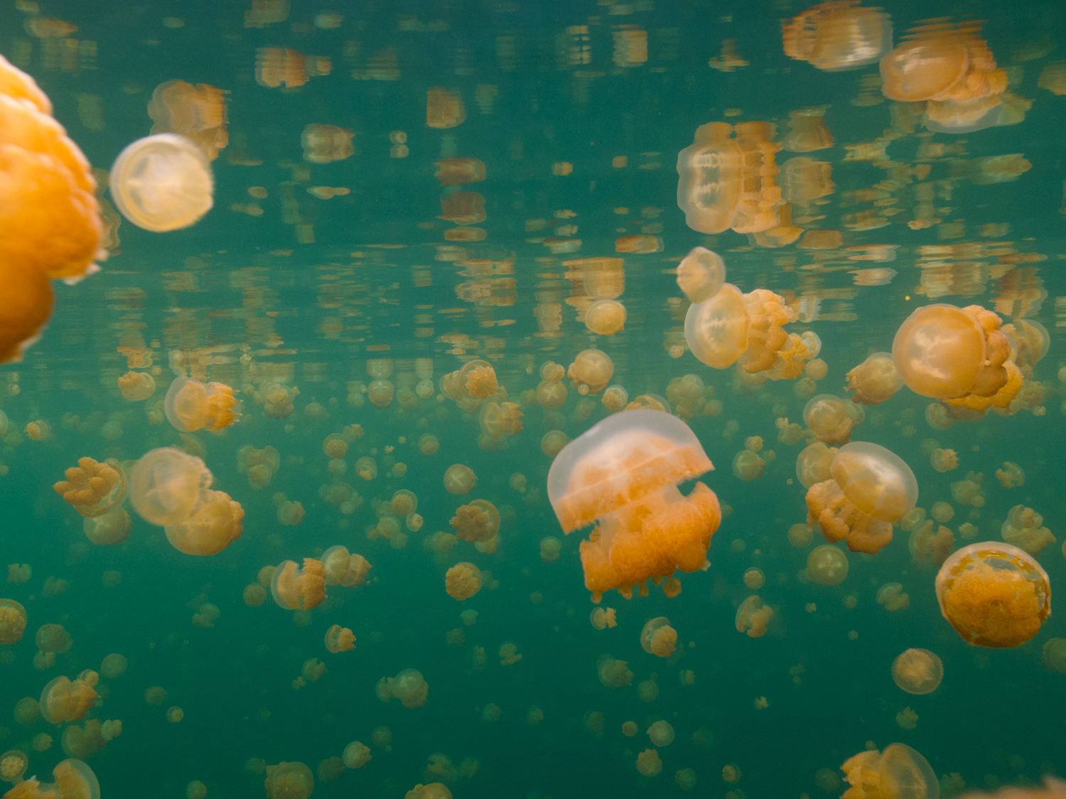 4. Mastigias papua. Этих медуз вы найдете только в озере медуз в Палау.