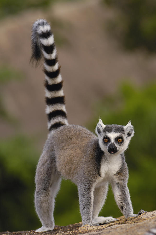 7. Кошачий лемур живет только на острове Мадагаскар.
