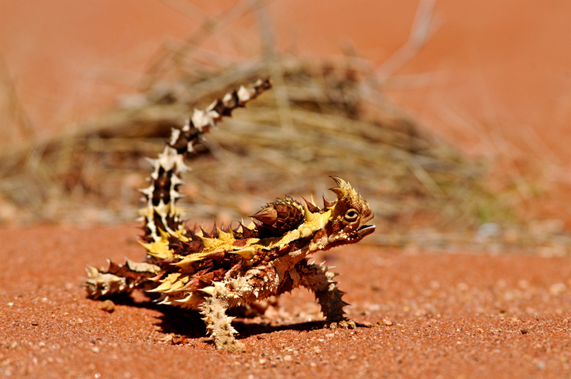 8. Молох или Тернистый Дракон. Эта безобидная ящерица, несмотря на свой устрашающий внешний вид. Встречается только в определенных частях Австралии.