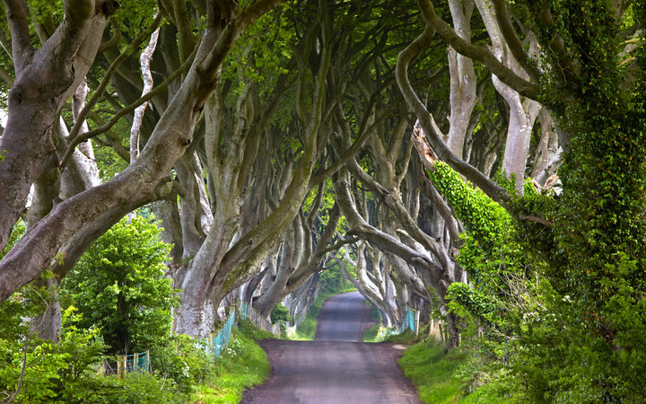 1. «Игра престолов»: Королевский тракт - аллея Дарк Хеджес, Ирландия.