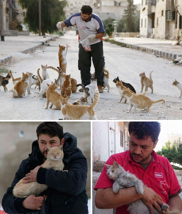 1. Мужчина кормит бездомных кошек в разрушенном войной Алеппо.