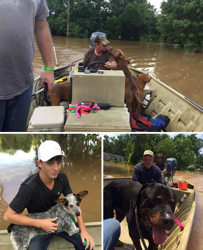 4. Отец и сын спасли 30 собак во время наводнения в Техасе, США.