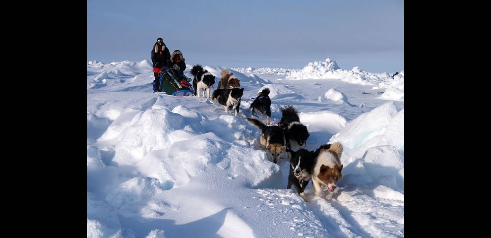 6. Часто никакая техника не может совладать с холодом и снегом, поэтому экспедиции продолжают свой путь на собачьих упряжках. 