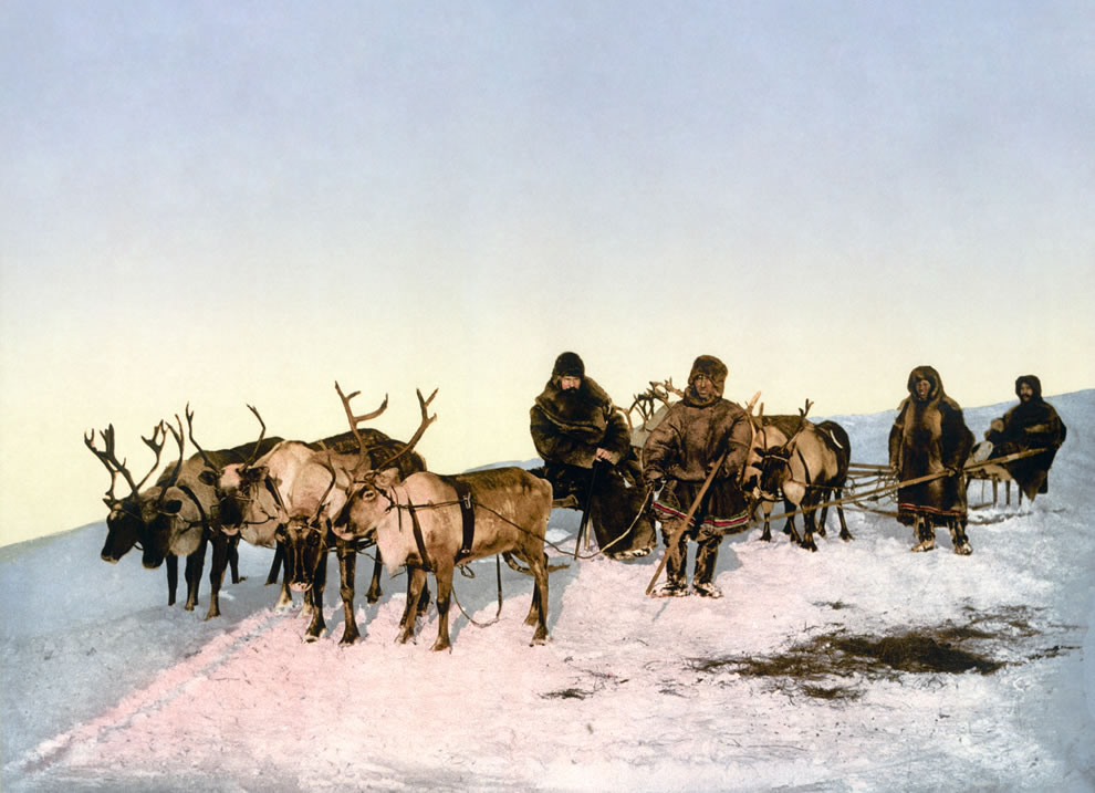 7. Старое фото показывающее путешествие на оленях в Архангельск. 