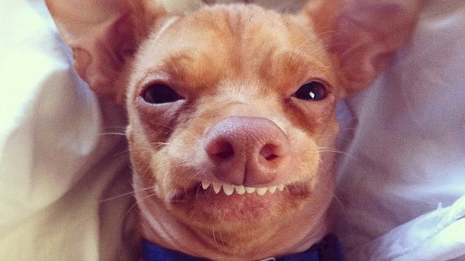 1. Тюна. Собака породы чихуахуа стала настоящим итернет-мемом из-за своего необычного прикуса.