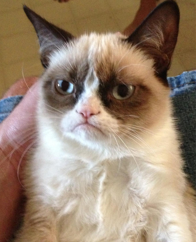 9. Сердитая кошка (Grumpy Cat). Практически все, у кого есть интернет, хотя бы раз видели мем с этой кошкой. У нее более 8,7 миллиона подписчиков, и даже есть восковый двойник в музее Мадам Тюссо.