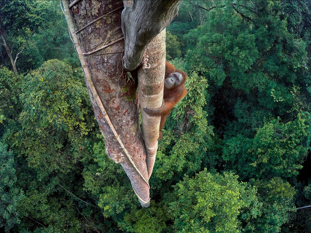 1. Фото: Тим Лэман. Победитель конкурса Wildlife Photographer of the Year.