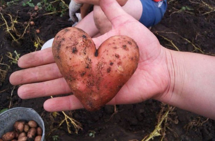 14. Сердце-картофель.