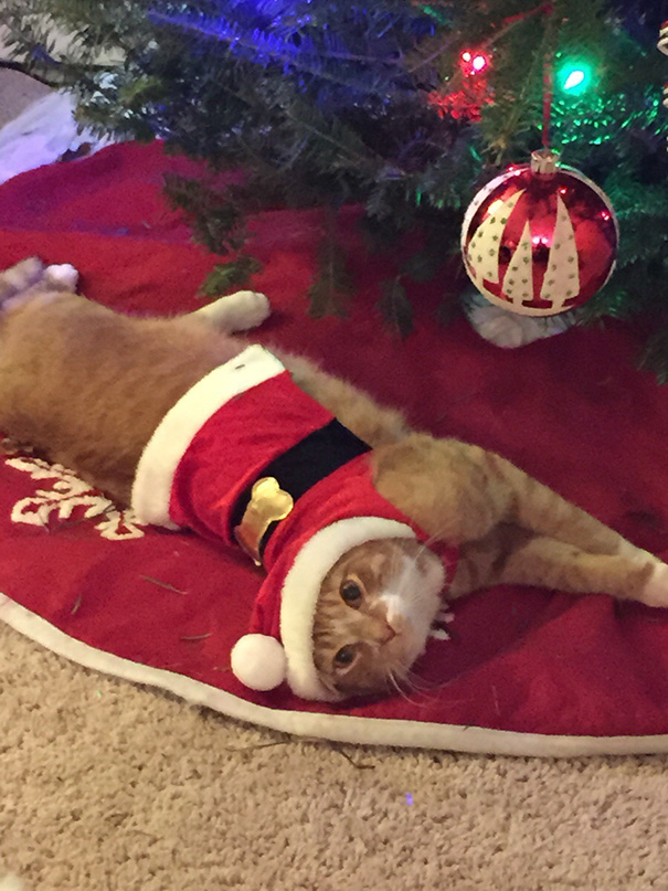 7. Каждый год этот кот пытается забраться на новогоднюю елку. И каждый раз за это ему на 15 минут надевают праздничный наряд, чтобы отбить охоту к дальнейшим действиям. 