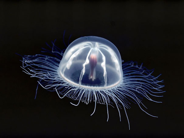 10. Бессмертная медуза.