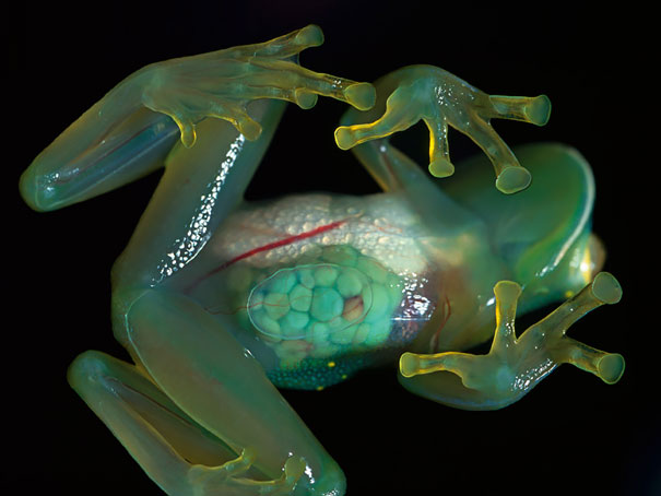 9. Стеклянная лягушка. Эти зеленые лягушки имеют прозрачное брюшко, через которое видно все внутренности.