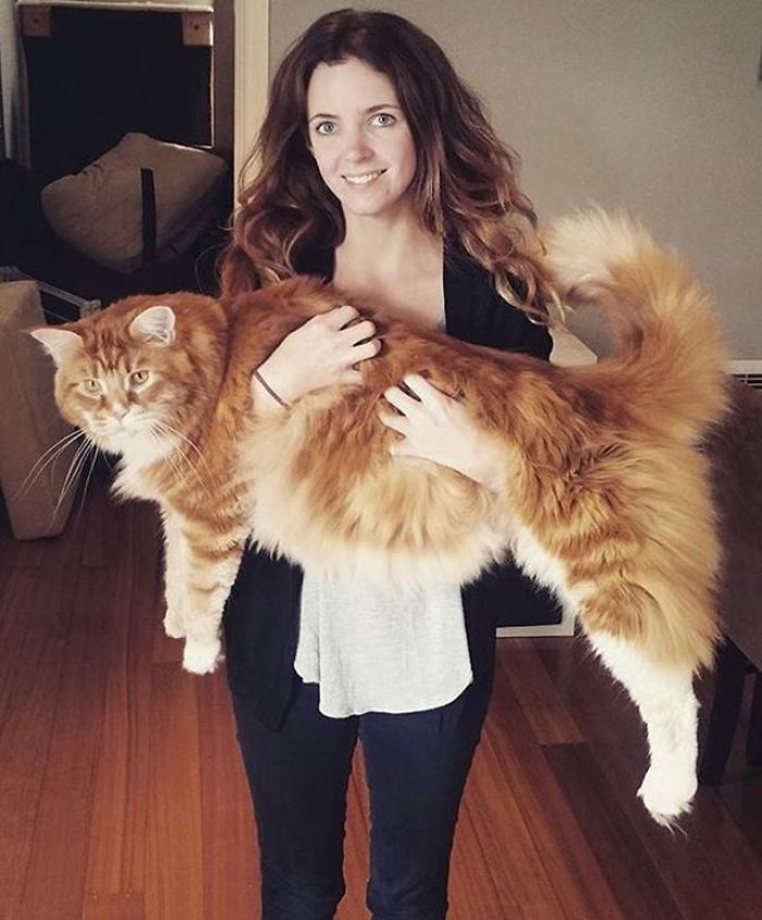Самый длинный кот в мире
