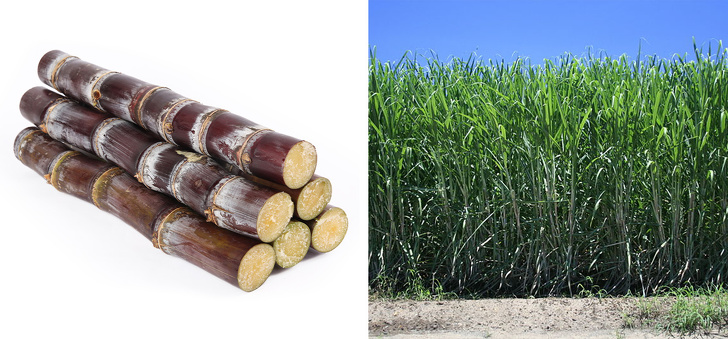 1. Сахарный тростник - это трава.
