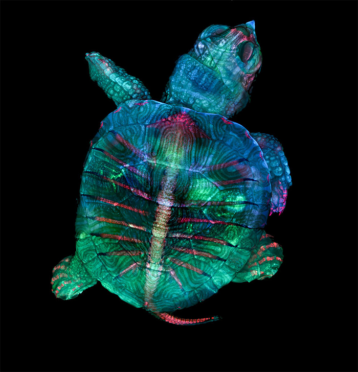 2. Флуоресцентная черепаха эмбрион.
