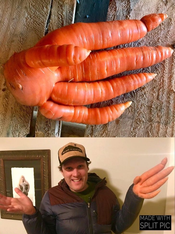7. «Мы нашли эту невероятную морковную руку, когда выкапывали морковь на нашей ферме».