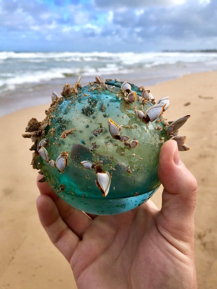 1. «Во время прогулки по пляжу на Гавайях мы с женой нашли этот стеклянный шарик, ставший домом для небольшой морской экосистемы».