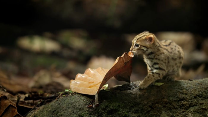 1. Встречайте самых маленьких кошачьих на планете – ржавую кошку.