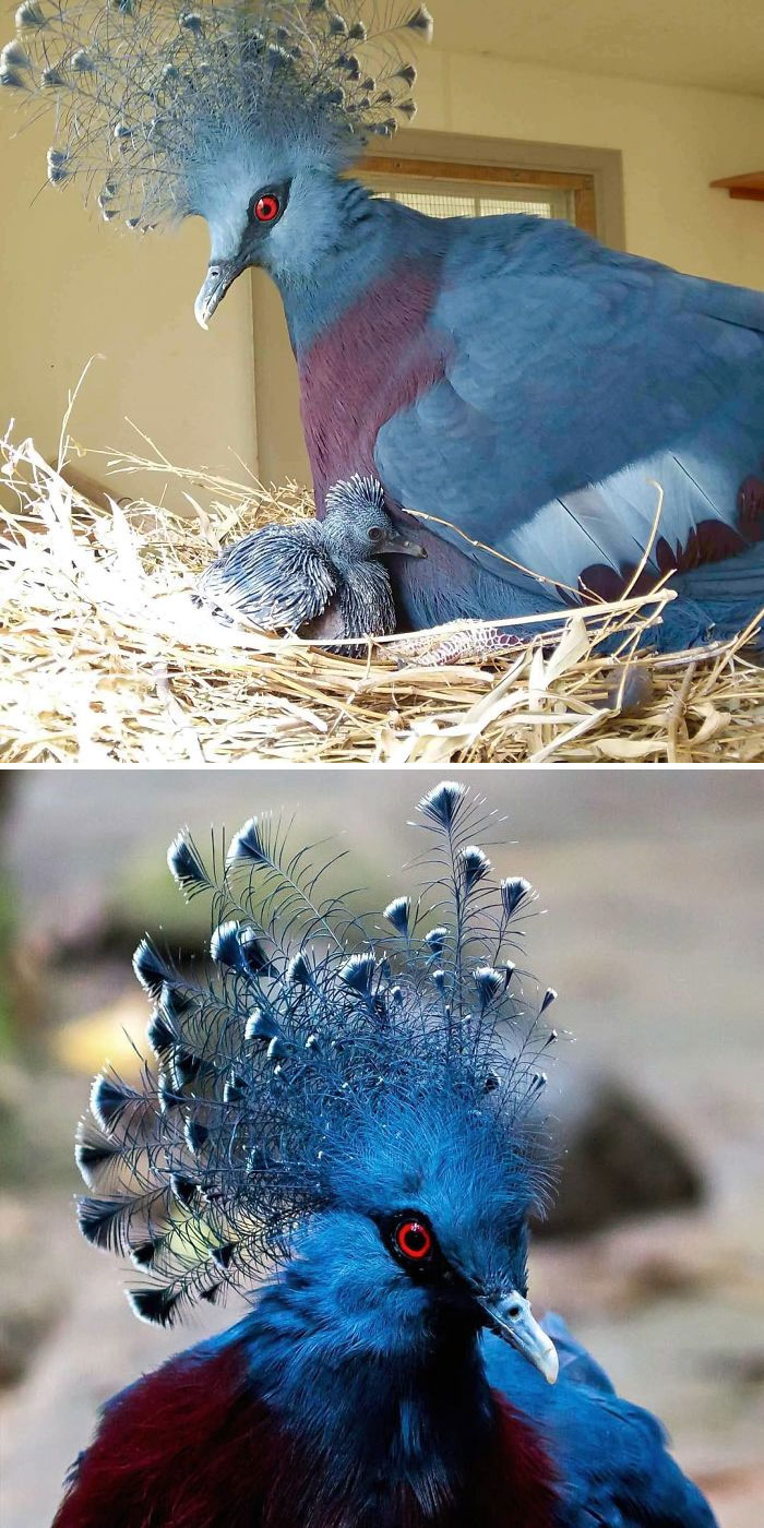 Венценосный голубь птенец