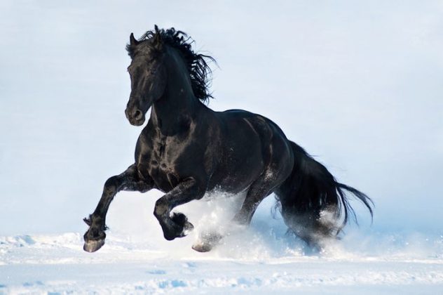 Лучшие фото лошадей