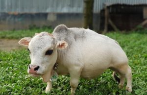 карликовая корова