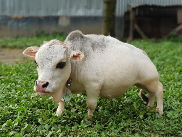 карликовая корова