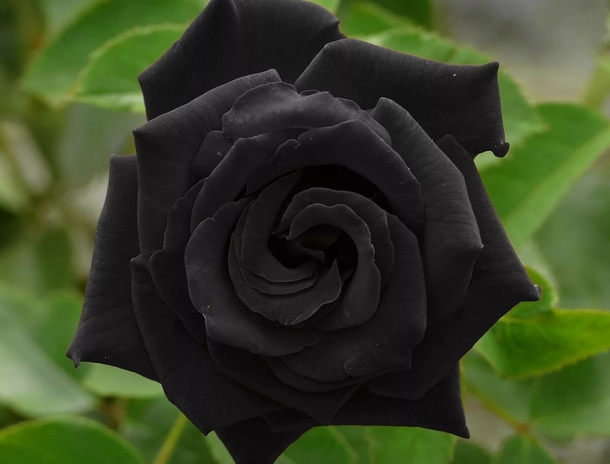 Почему черные розы