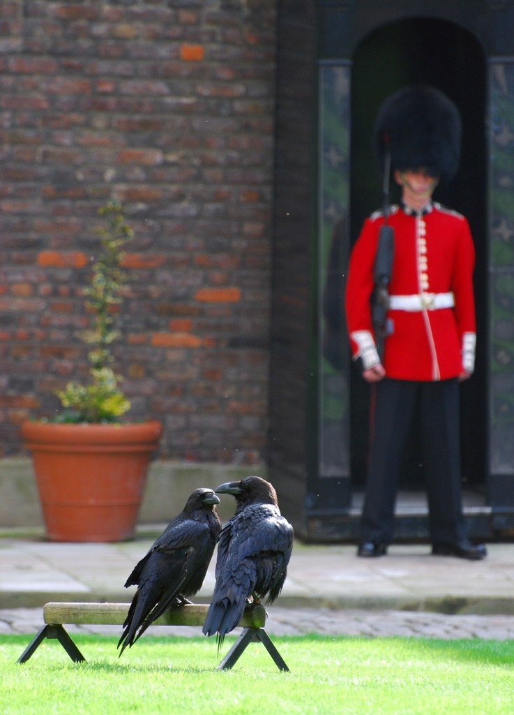 The tower of london legend. Лондонский Тауэр вороны. Тауэр бифитеры вороны. Вороны в Тауэре. Тауэр в Лондоне вороны бифитеры.