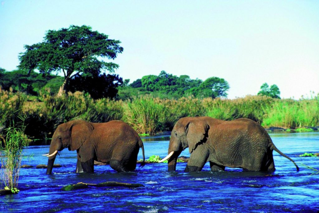 Лимпопо что это. Лимпопо река в Африке. Национальный парк Лимпопо Мозамбик. Дикие реки Африки Лимпопо. Река Лимпопо ЮАР.