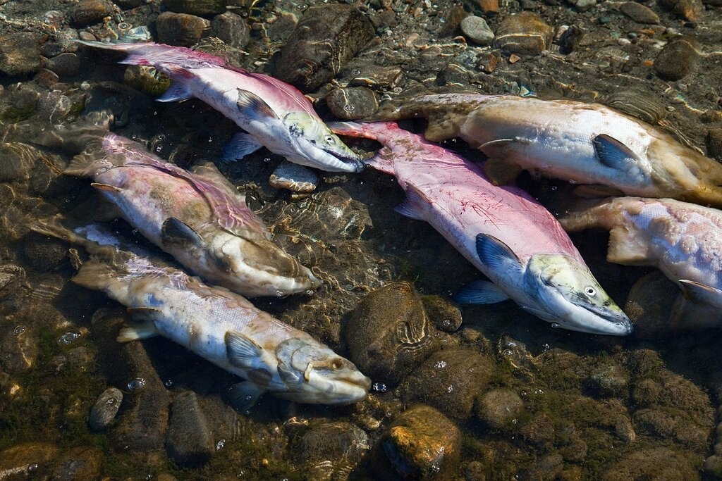 10 шокирующих фактов о состоянии нашей планеты-3