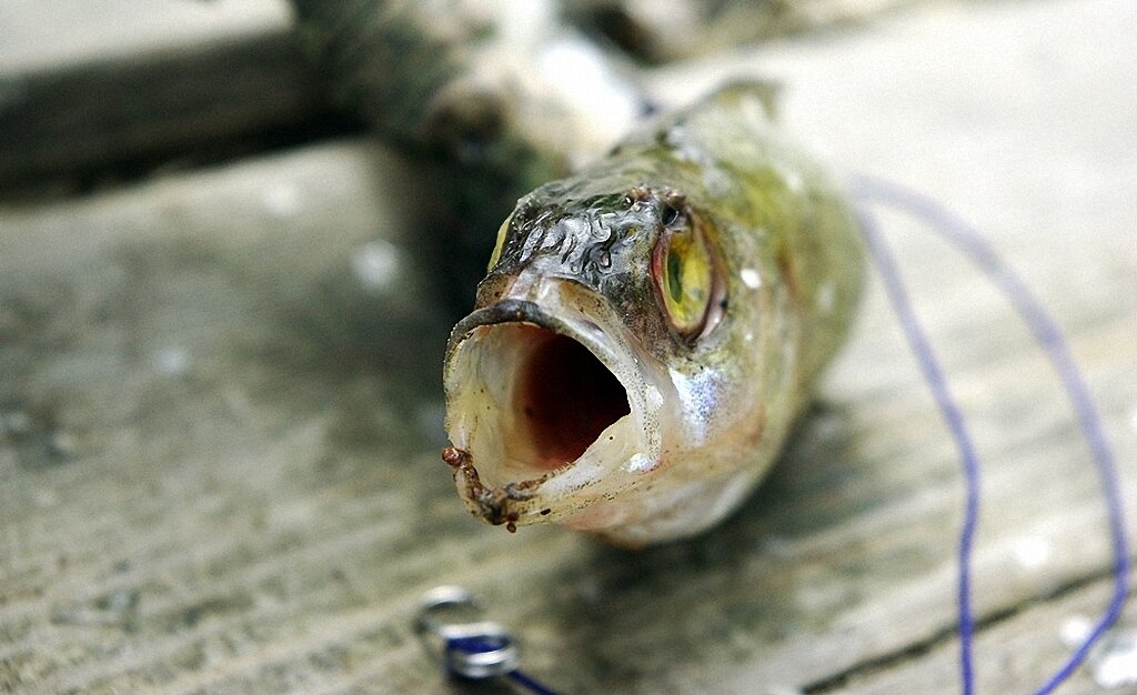 10 шокирующих фактов о состоянии нашей планеты-5