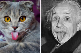 celebritiesandanimal12