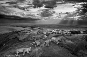 luchshie-fotografii-dikoj-prirody-2014-goda-1