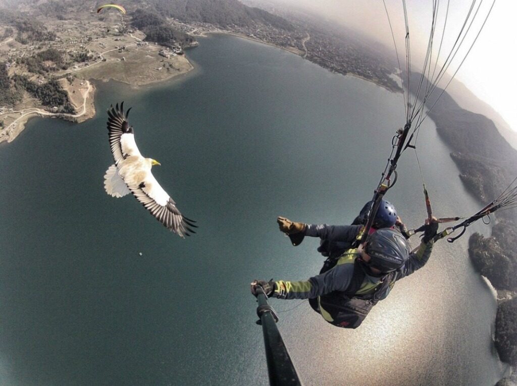 parahawking-ili-polyoty-s-hishhnikami-5