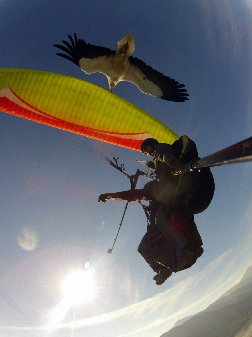 parahawking-ili-polyoty-s-hishhnikami-9